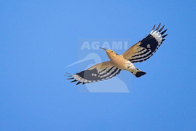 Eurasian Hoopoe (Upupa epops) in Italy. stock-image by Agami/Daniele Occhiato,