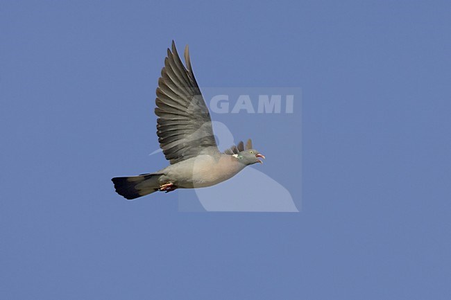 Houtduif in vlucht Italie; Common Wood Pigeon in flight Italy stock-image by Agami/Daniele Occhiato,