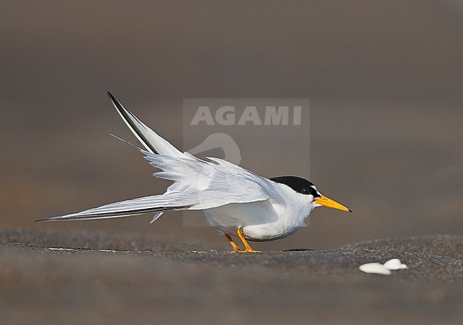  stock-image by Agami/Bas van den Boogaard,