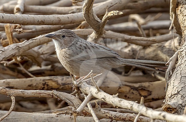Afghan Babbler perched on branch in Kuwait. December 2010. stock-image by Agami/Vincent Legrand,