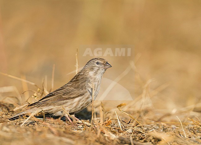 Yemen Serin - Jemengirlitz - Serinus menachensis, Oman stock-image by Agami/Ralph Martin,