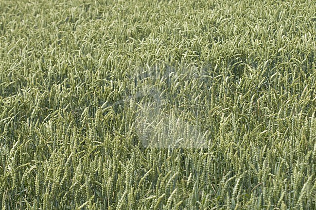 Detail of cornfield Germany, Detail van graanveld Duitsland stock-image by Agami/Arnold Meijer,