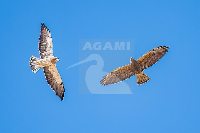 Adult (light morph left, dark morph right)
San Diego Co., CA
April 2023 stock-image by Agami/Brian E Small,