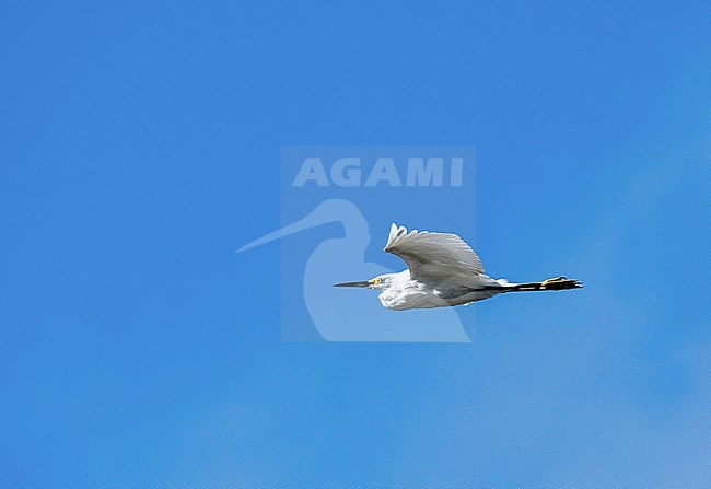 Snowy Egret (Egretta thula) in flight stock-image by Agami/Roy de Haas,