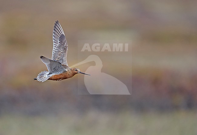 Volwassen Rosse Grutto in de vlucht; Adult Bar-tailed Godwit in flight stock-image by Agami/Markus Varesvuo,