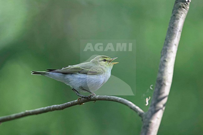 Wood Warbler singing, Fluiter zingend stock-image by Agami/Markus Varesvuo,