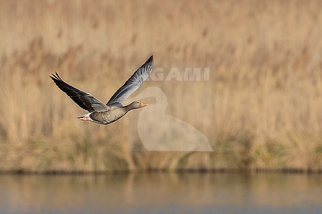 Greylag Goose - Graugans - Anser anser ssp. anser, Germany stock-image by Agami/Ralph Martin,