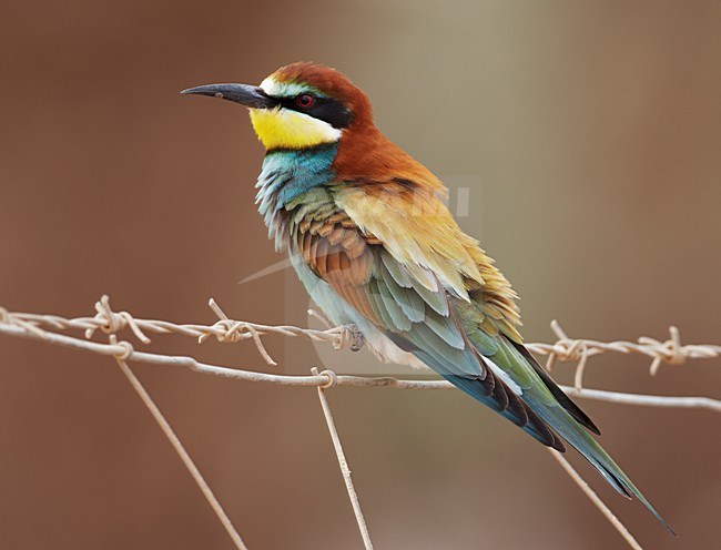 Bijeneter in zit; European Bee-eater perched stock-image by Agami/Markus Varesvuo,