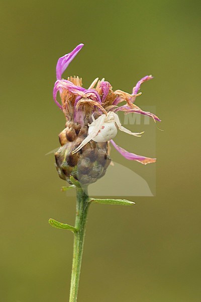 Gewone Kameleonspin; Goldenrod Crab Spider; stock-image by Agami/Walter Soestbergen,