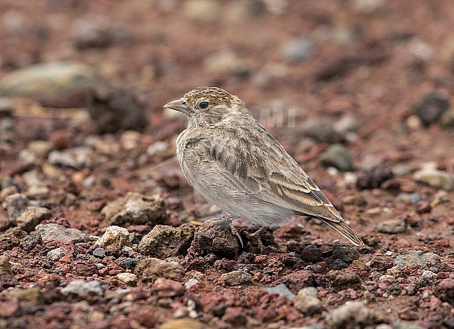 Fischer’s Sparrow-lark (Eremopterix leucopareia) female crouched on ground in Ngorongoro Crater, Tanzania stock-image by Agami/Andy & Gill Swash ,