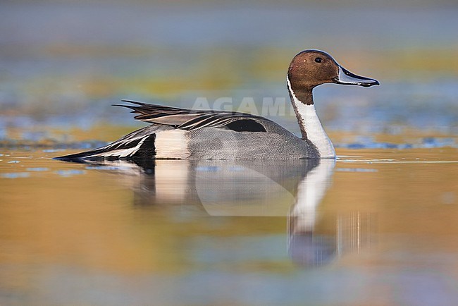 Northern Pintail (Anas acuta), side view of an adult male in the water, Campania, Italy stock-image by Agami/Saverio Gatto,
