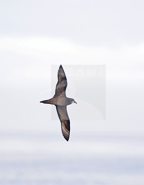 Grey-faced Petrel; Pterodroma macroptera gouldi stock-image by Agami/Marc Guyt,