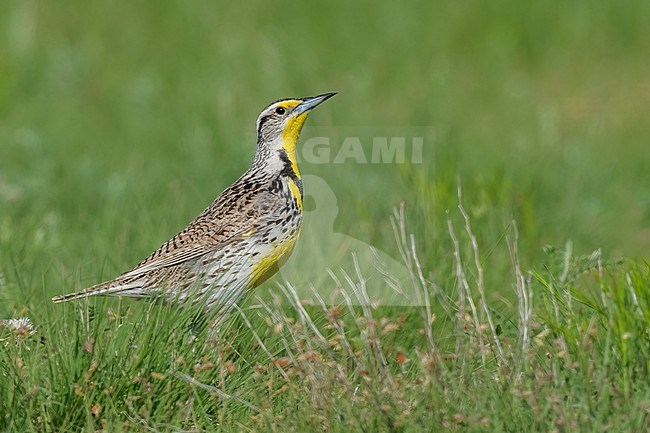 Adult breeding
Weld Co., CO
June 2023 stock-image by Agami/Brian E Small,