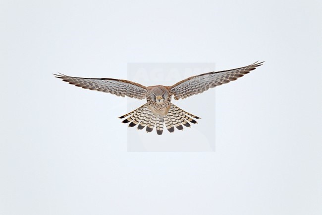 Hovering Common Kestrel (Falco tinnunculus) in the Netherlands. Seen from the front. stock-image by Agami/Ran Schols,