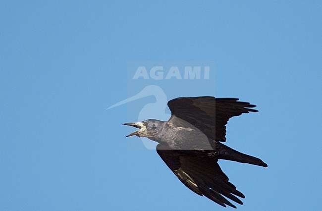 Vliegende Roek roepend; Flying Rook calling stock-image by Agami/Markus Varesvuo,