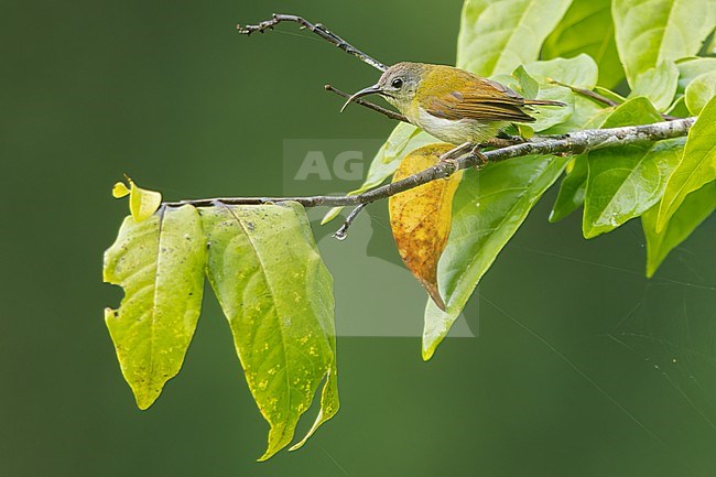 Crimson Sunbird (Aethopyga siparaja) Perched on a branch in Borneo stock-image by Agami/Dubi Shapiro,