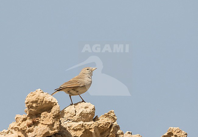 Desert Lark (Ammomanes deserti) in Iran. stock-image by Agami/Pete Morris,