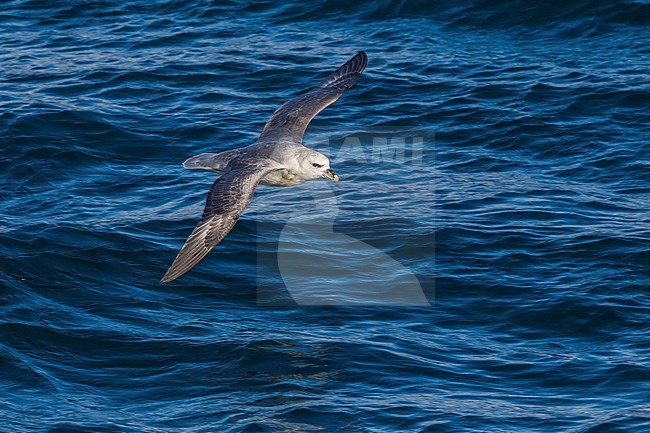 This bird was taken in the Hausgarden, Greenland Sea from the famous german ship - Polarstern. Powered by POLe & AWI. stock-image by Agami/Vincent Legrand,