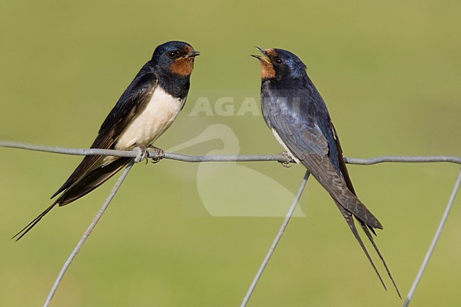 Boerenzwaluw zingend; Barn Swallow singing stock-image by Agami/Arie Ouwerkerk,