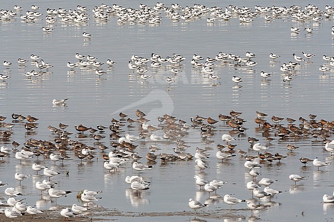Grote groepen vogels in Westhoek; Bird flocks at Westhoek stock-image by Agami/Marc Guyt,