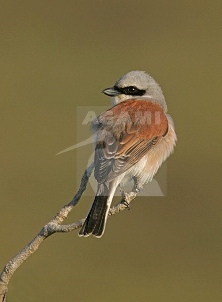 Red-backed Shrike male on branch, Grauwe Klauwier mannetje op tak stock-image by Agami/Bill Baston,