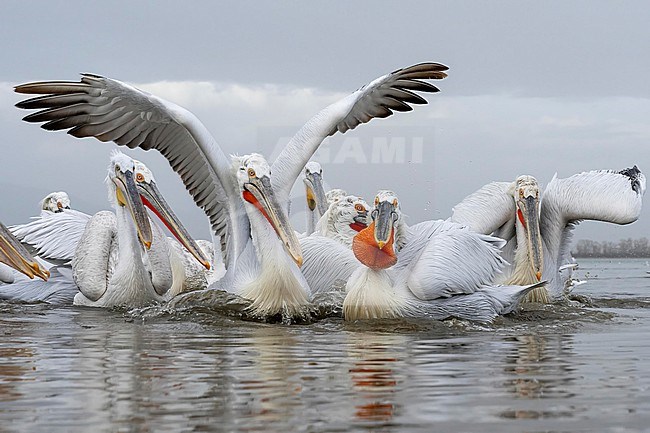 Dalmatian Pelican (Pelecanus crispus) feeding on fish on lake Kerkini in Greece. stock-image by Agami/Marcel Burkhardt,