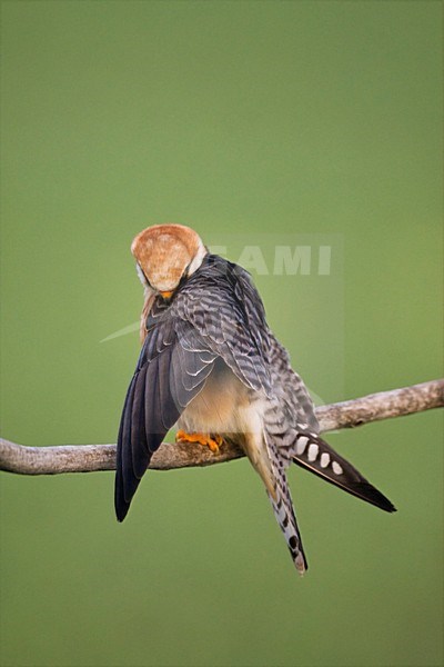 Roodpootvalk, Red-footed Falcon, Falco vespertinus stock-image by Agami/Marc Guyt,