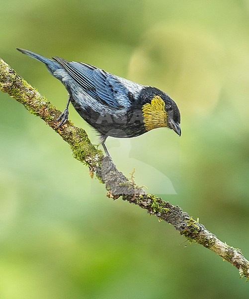 A male Silvery Tanager (Stilpnia viridicollis) perched on a branch in Cusco,  Peru, South-America. stock-image by Agami/Steve Sánchez,