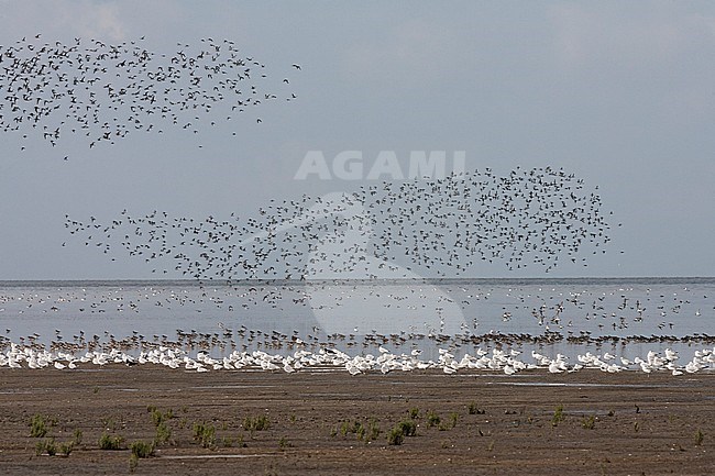 Grote groepen vogels in Westhoek; Bird flocks at Westhoek stock-image by Agami/Marc Guyt,