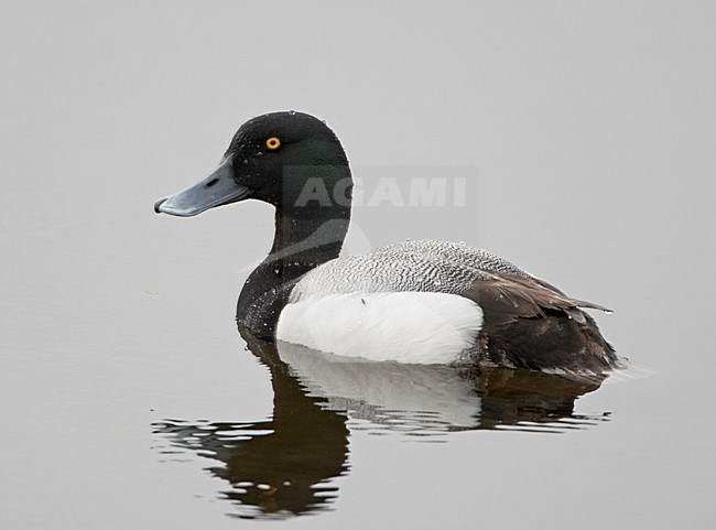 Greater Scaup adult male swimming; Toppereend volwassen man zwemmend stock-image by Agami/Jari Peltomäki,