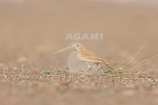 Saharan Dunn's Lark (Eremalauda dunni dunni) standing on the ground in an arid part of Sahara desert near Choum in Mauritania. stock-image by Agami/Josh Jones,