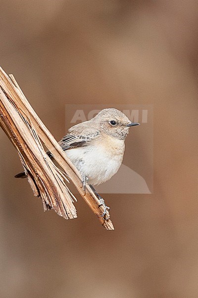 Female Eastern Black-eared Wheatear (Oenanthe melanoleuca) during spring migration in Eilat, Israel. stock-image by Agami/Marc Guyt,