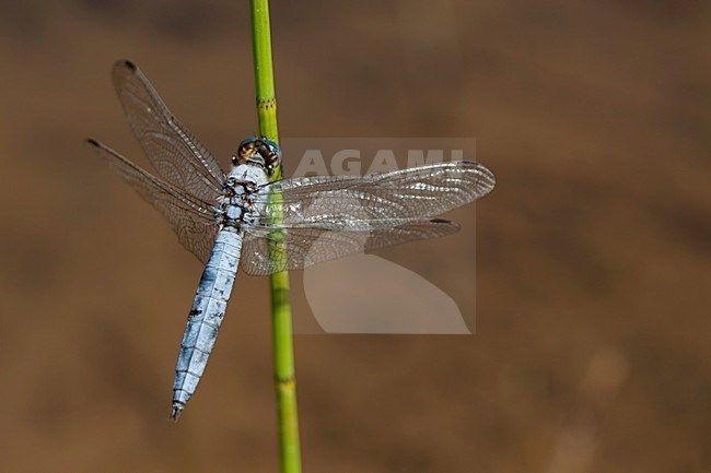 Imago Zuidelijke oeverlibel; Adult Southern Skimmer stock-image by Agami/Fazal Sardar,