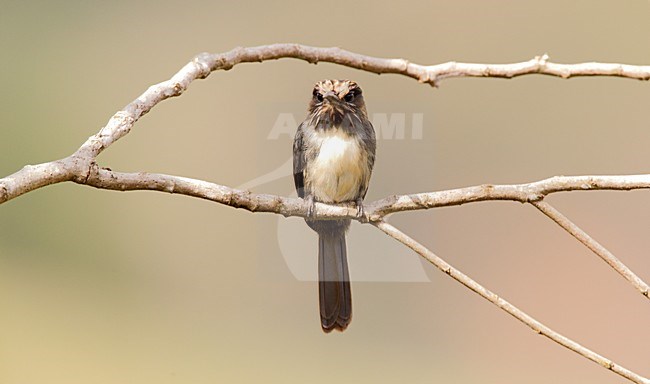 Drieteenglansvogel, Three-toed Jacamar, Jacamaralcyon tridactyla stock-image by Agami/Roy de Haas,