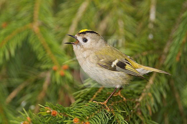 Singing Goldcrest - Wintergoldhähnchen - Regulus regulus ssp. regulus, Germany stock-image by Agami/Ralph Martin,