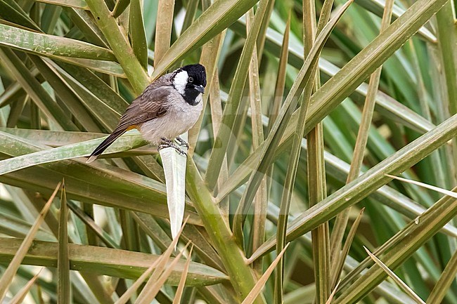 Adult White-eared Bulbul sitting in a park in Kuwait City, Kuwait. January 5, 2011. stock-image by Agami/Vincent Legrand,