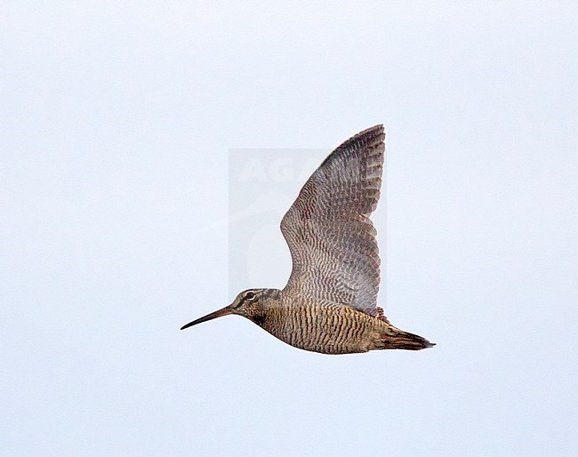 Eurasian Woodcock (Scolopax rusticola) in flight over Helgoland, Germany, during autumn migration. Showing under wing. stock-image by Agami/Harvey van Diek,
