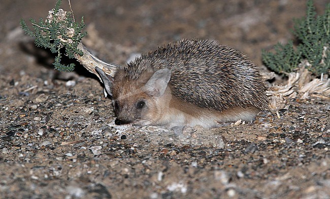Long-eared Hedgehog (Hemiechinus auritus) in Gobi desert of Mongolia. stock-image by Agami/James Eaton,