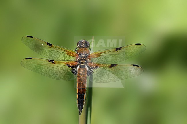 Viervlek, Four-spotted Chaser stock-image by Agami/Bas Haasnoot,