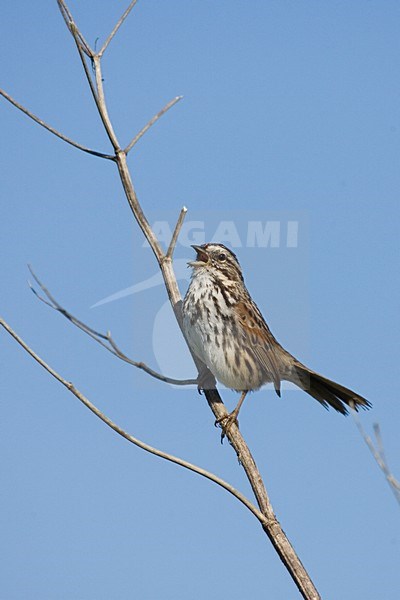 Zanggors zingend; Song Sparrow singing stock-image by Agami/Martijn Verdoes,