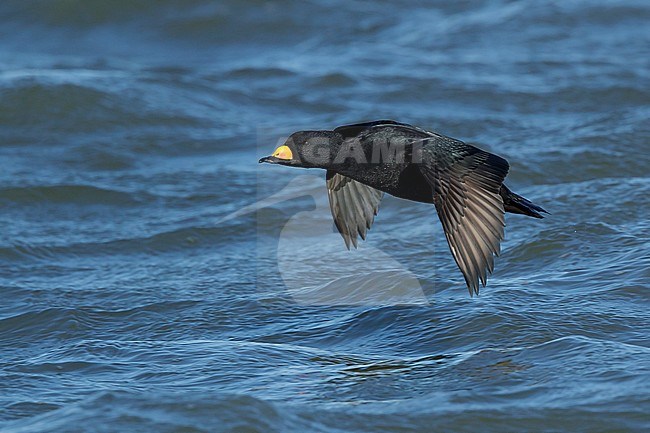 Adult male Black Scoter (Melanitta americana) in flight over Atlantic Ocean, Ocean County, New Jersey, USA. stock-image by Agami/Brian E Small,