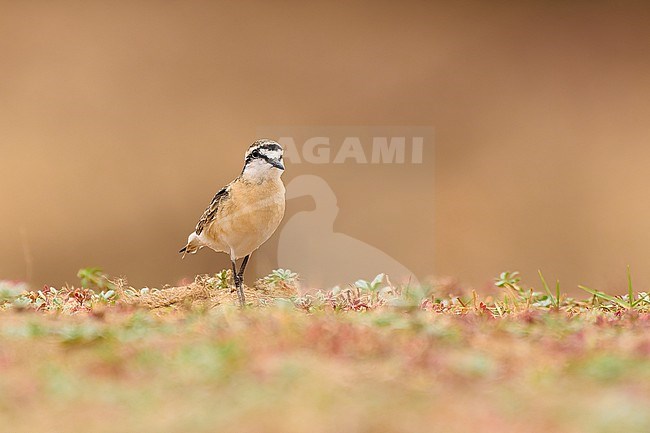 Kittlitz's Plover (Charadrius pecuarius) sitting on ground against a green natural background, Zimbabwe stock-image by Agami/Tomas Grim,