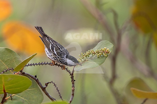 Male Blackpoll Warbler (Setophaga striata) perched on scrub in Dry Tortugas, USA stock-image by Agami/Helge Sorensen,