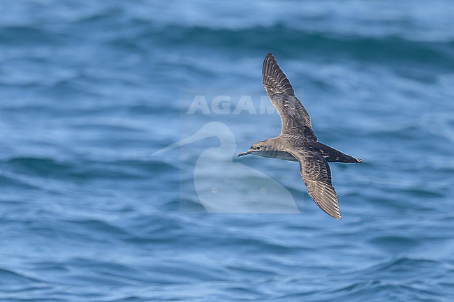 Juvenile Balearic shearwater (Puffinus mauretanicus), with the sea as background. stock-image by Agami/Sylvain Reyt,