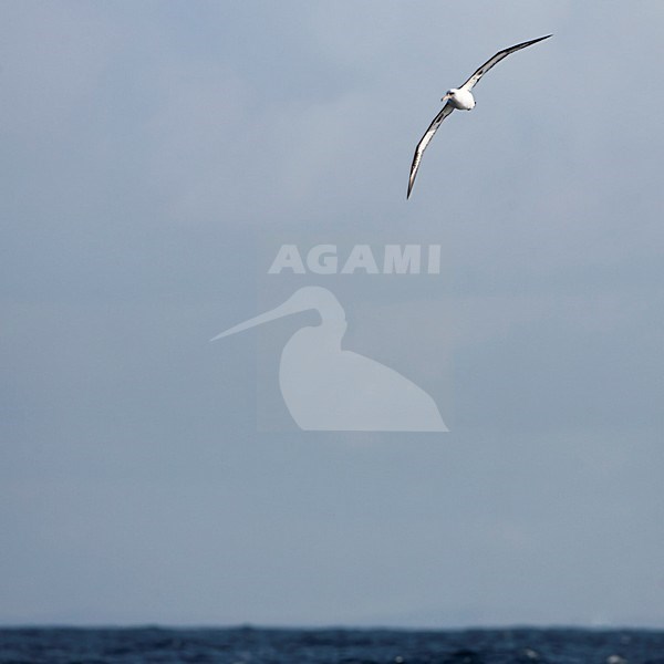 Laysanalbatros in vlucht; Laysan Albatross in flight stock-image by Agami/Martijn Verdoes,