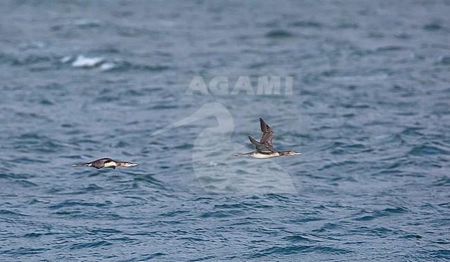 First-winter Yellow-billed Diver (Gavia adamsii) migrating past Barrow over the Bering sea in northern Alaska, United States. stock-image by Agami/Edwin Winkel,