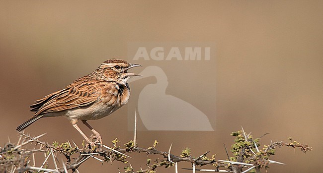 Male Foxy Lark (Calendulauda alopex) singing from top of thorny bush in Oromia, Ethiopia. stock-image by Agami/Ian Davies,