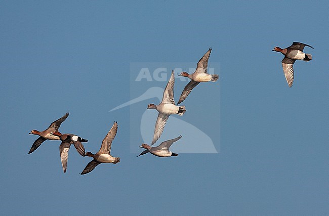 Seven Eurasian Wigeons (Anas penelope) flying over a lake in the Netherlands. stock-image by Agami/Marc Guyt,