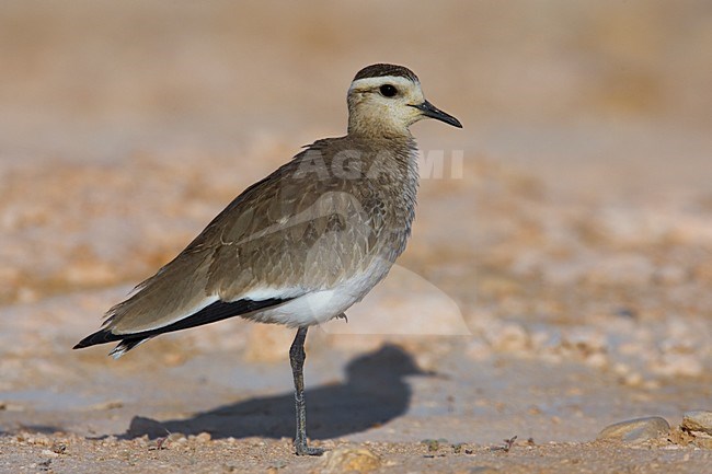 Immature Sociable Lapwing (Vanellus gregarius) stock-image by Agami/Daniele Occhiato,