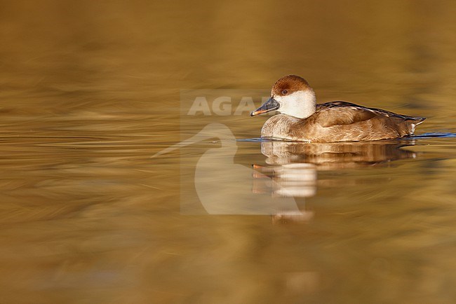 red-crested pochard in the spring stock-image by Agami/Chris van Rijswijk,